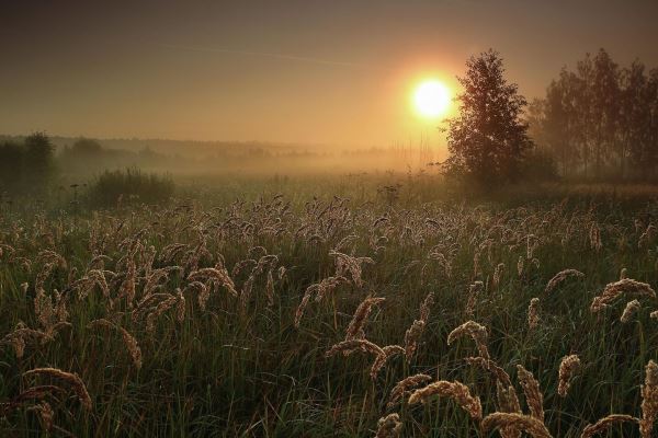 Лучшие из лучших: самые эффектные фото дикой природы России13